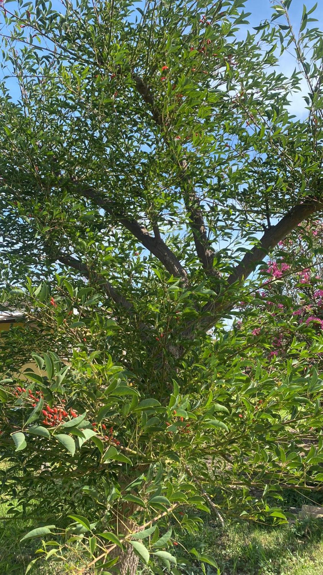 Agrib&B Lemontree Garde'N Siraküza Dış mekan fotoğraf